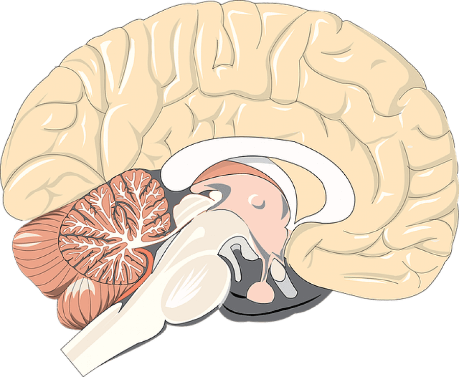 cerebro y autocontrol emocional
