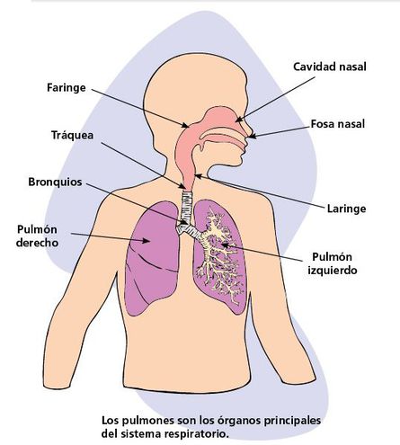 sistema respiratorio hiperventilación y ansiedad